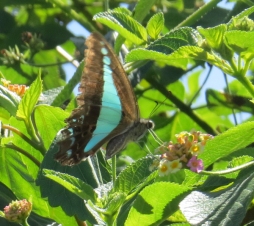 Blue triangle butterfly, Graphium sarpedon, on lantana by Judith Baker