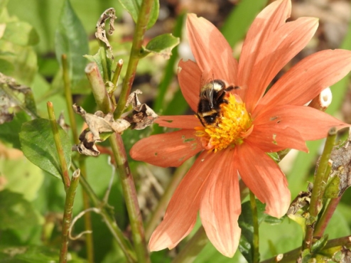 Bumble bee (Tasmania) by Robert Allen