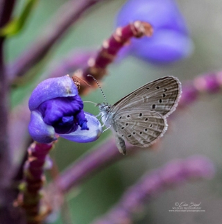 Butterfly by Erica Siegel