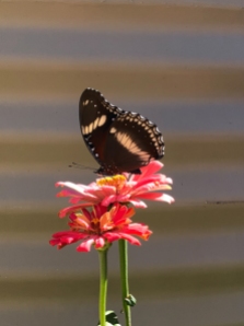 Butterfly on Zinnia by Melissa