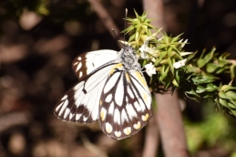 Caper white butterfly by Emma Croker
