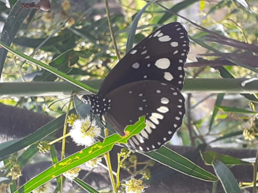 Common crow butterfly on wattle by James Cherry