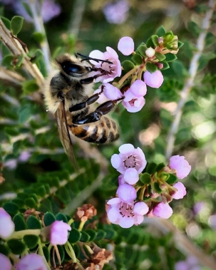 European honey bee by Lisa G