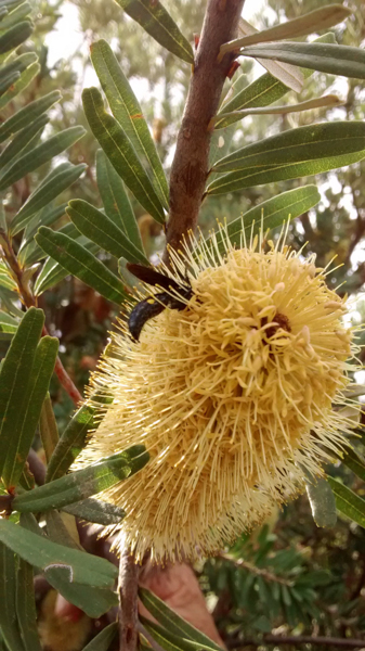 Flower wasp on banksia by Judy B