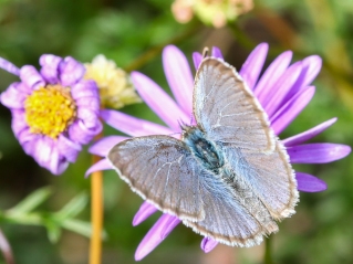 Grass blue butterfly by Dylan Coleman
