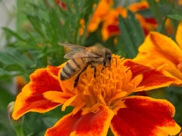 Honey bee by Vihana Pillai