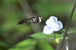 Hover fly by John Mills