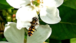 Hoverfly (Melangyna viridiceps) on Mexican Orange Blossom (Choisya ternata) by Kay Muddiman