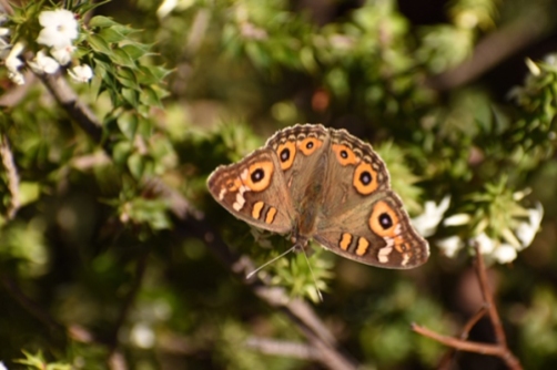 Meadow argus butterfly by Emma Croker