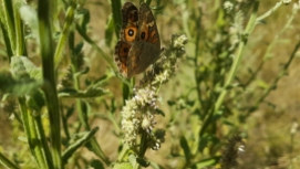 Meadow argus butterfly by Ian Simons-2