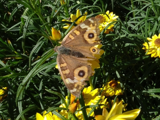 Meadow argus butterfly, Junonia villida, by Andy Russell-2