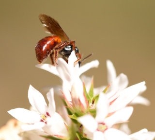 Native bee, Exoneura, by Emma Croker