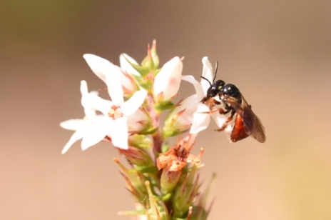 Native bee, Exoneura, by Emma Croker-2