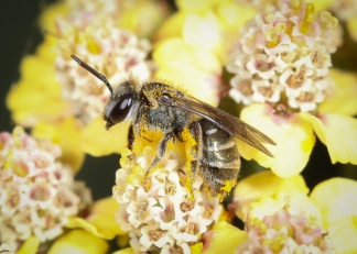 Native bee, Lasioglossum, by Dylan Coleman