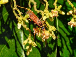 Orange Spider Wasp, Pompilidae, by Rodney Falconer