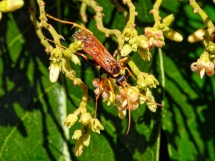 Orange Spider Wasp, Pompilidae, by Rodney Falconer