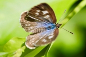 Plumbago blue butterfly by Jillian Taylor