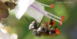 Tetragonula carbonaria stingless bee on perennial basil by Aussie Bee