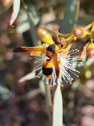 Native wasp by Danielle Paraha
