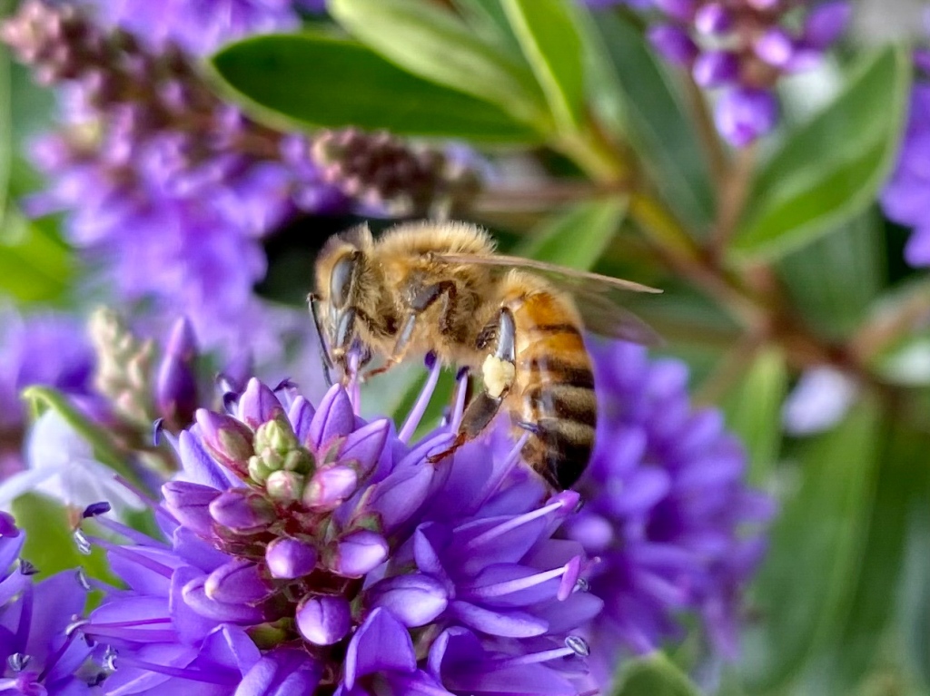 Honey bee by Andrea Anderson.jpg